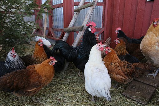 Quelles solutions existent pour acheter un poulailler en plastique pour 6 poules ?