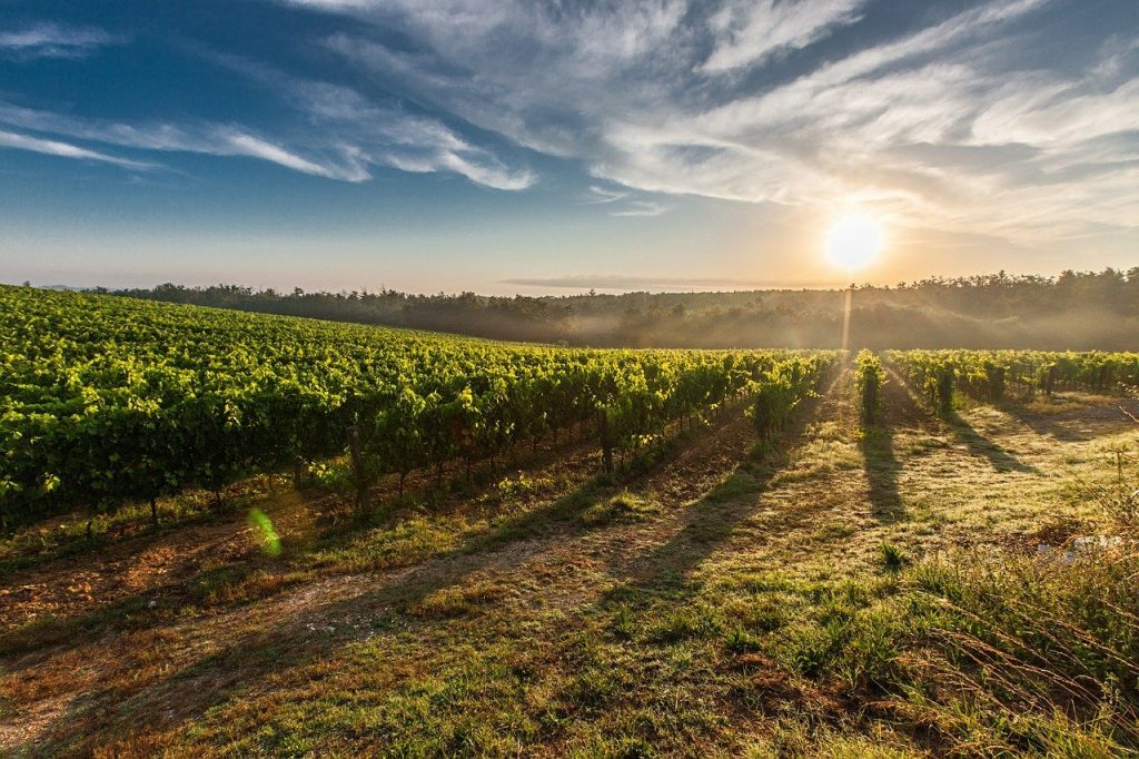 Les dix meilleurs vins rouges français : Guide du débutant